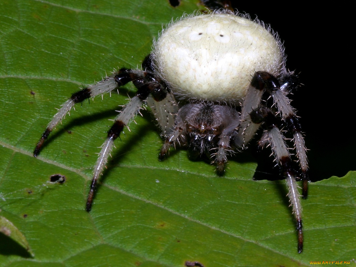 blackandwhiteleggedspiderwithfatwhitebody, , 